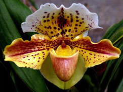Орхидея пятнистая