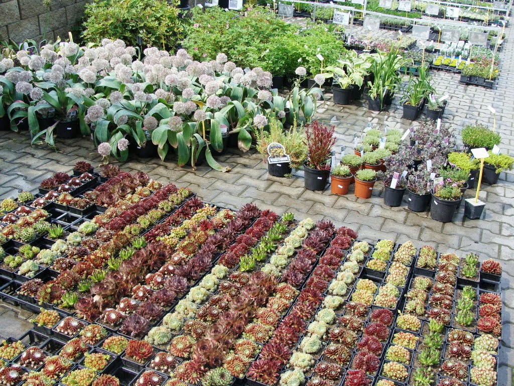Где Можно Купить Растения В Омске