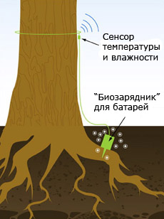 Американские деревья предупредят о лесных пожарах