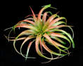 Тилландсия Tillandsia – растение, растущее в воздухе 