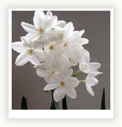 Нарцисс - цветочный талисман любви