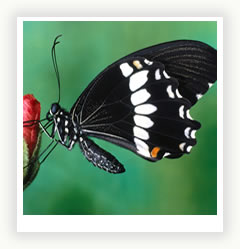 Бабочки - шедевр, созданный природой