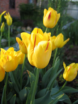 Тюльпан – цветочный хан