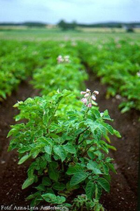Выращивание картофеля: советы опытных огородников
