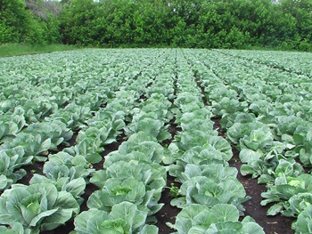 Особенности выращивания белокачанной капусты на вашем приусадебном участке