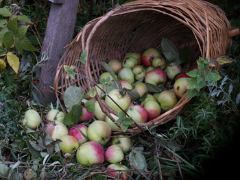 Собираем урожай яблок