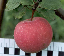 Яблоки и груши в вашем саду