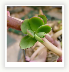 Растение бриофиллум дегримона