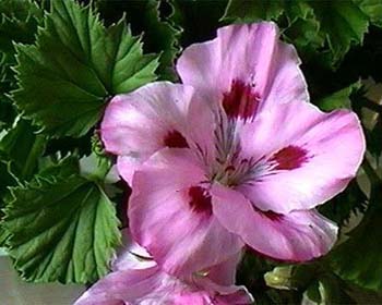 Пеларгония - комнатное растение семейства гераниевых