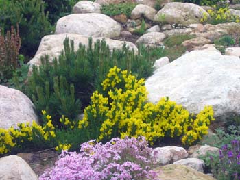 Растения альпийской горки