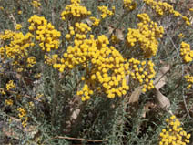 Helichrysum italicum