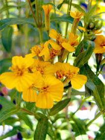 Tagetes lucida