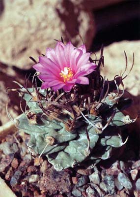 Turbinicarpus alonsoi