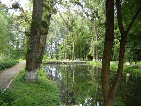 Старые деревья тополя черного у пруда в парке «Самчики»