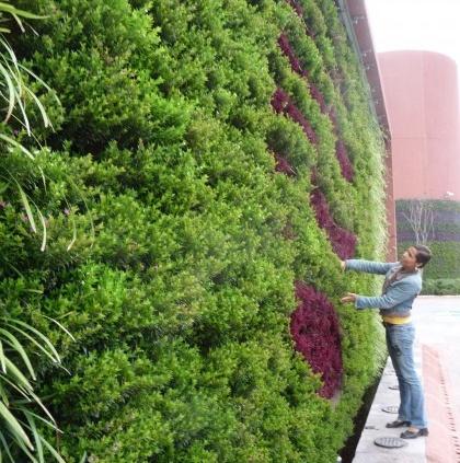 Зелёная стена: как сделать вертикальный сад своими руками