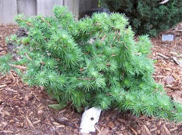 Larix kaempfer 'Nana'