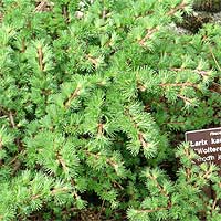 Larix kaempfer  'Wolterdingen