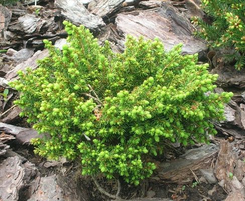 Picea abies 'Little Gem'