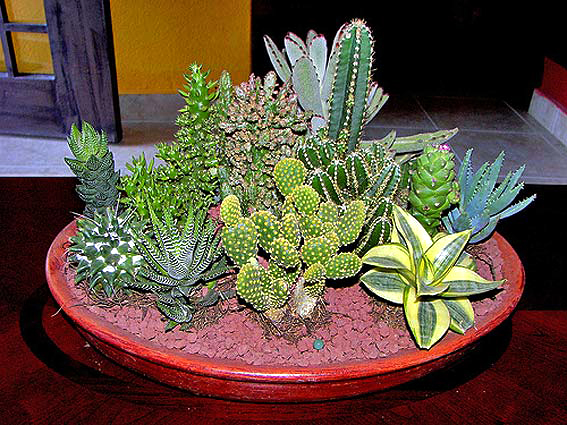 Композиции из комнатных растений