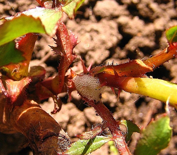 Розанный пилильщик на розах фото листьев лечение