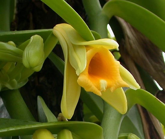 Орхидея с запахом ванили