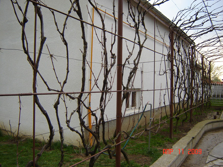 Виноград на стене дома