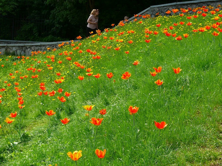 Вальс  тюльпанов  на Певческом поле