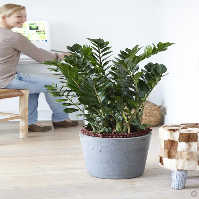 Как оформить комнату растениями, 20 вариантов дизайна, 60 фото
