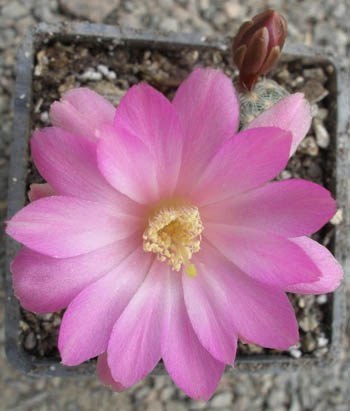 Mammillaria goldii