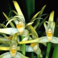 Жизнь орхидей. Борьба за место под солнцем