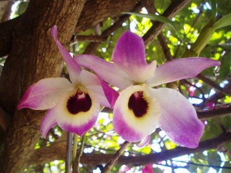 Пересадка Орхидеи