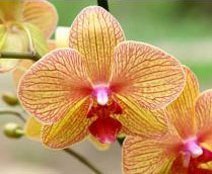 Пересадка Орхидеи