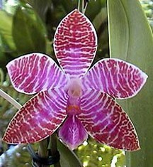 Размножение орхидей