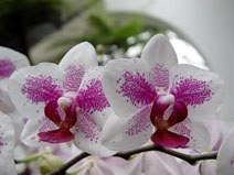 Практические советы по уходу за орхидеями