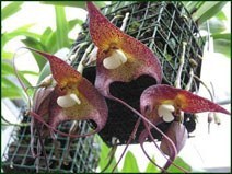 Практические советы по уходу за орхидеями
