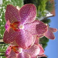 Африканские белые орхидеи 