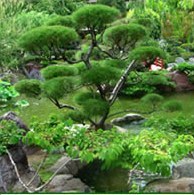Художественная форма японского сада