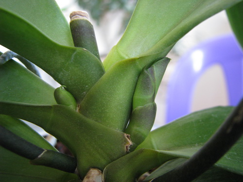 Цветонос из точки роста у орхидеи фото
