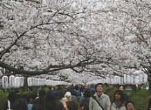 Япония приветствует весну цветением сакуры