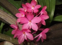 Орхидея Ванда. Советы от Майи.