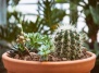Суккуленты против  кактусов: в чем разница?