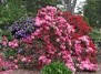 Новая коллекция рододендронов в садовых центрах Ваш Сад!
