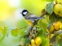  Забота о природе: чем кормить прилетевших к вам птиц?