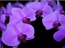 Особенности ухода за орхидеями
