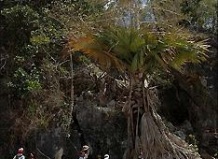 Пальма-самоубийца расцвела на Мадагаскаре