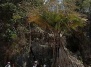 Пальма-самоубийца расцвела на Мадагаскаре