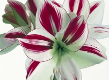 Амариллис Amaryllis – выращиваем луковицы  Hippeastrum