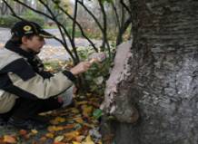 В киевском зоопарке оперировали деревья