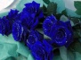 Новая генетически измененная роза – голубого цвета