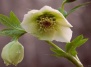 Морозник Helleborus